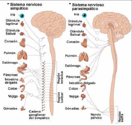 sistema simptico