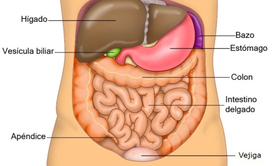 funcionamiento del sistema digestivo