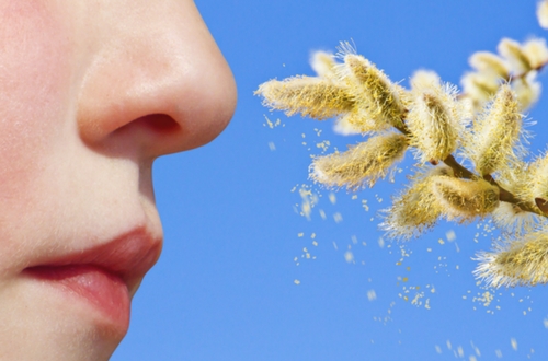 el polen es el principal factor de las alergias de primavera