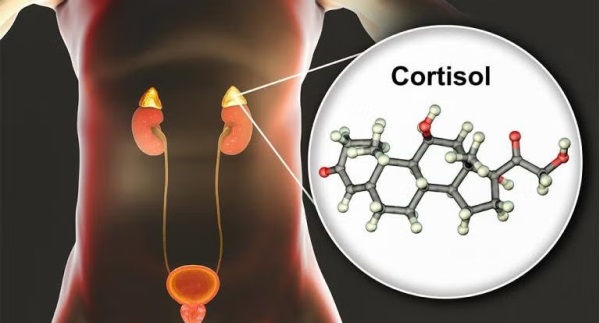 produccin de cortisol en el organismo