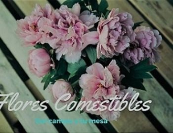 flores comestibles, aqu recetas