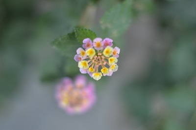 fotografiando paisaje, una flor