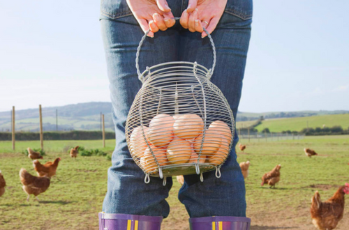 las gallinas se cran al aire libre