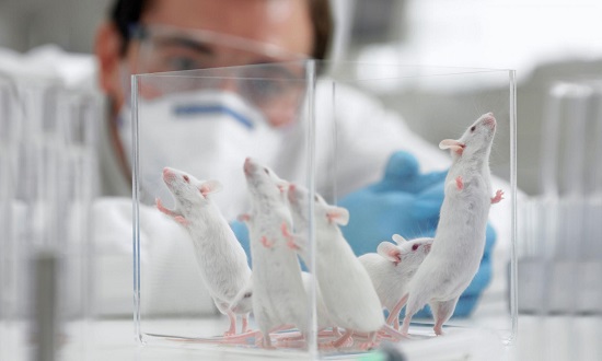 experimentos con ratones
