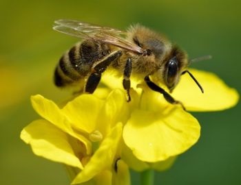 tipos de abejas