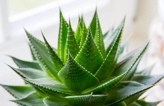 aloe vera