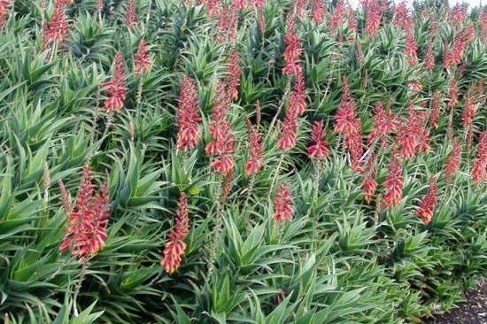 aloe ciliaris