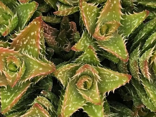 aloe juvenna