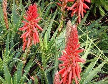 aloe arborescens