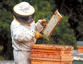 apicultores en mxico