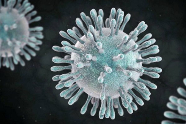 coronavirus en animales y personas coronavirus en animales y personas