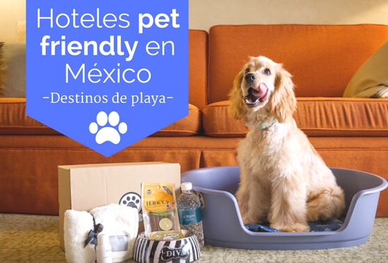 hoteles pet friendly en playas mexicanas