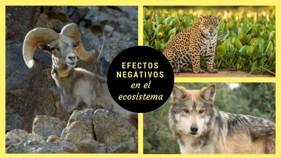 efectos negativos en el ecosistema