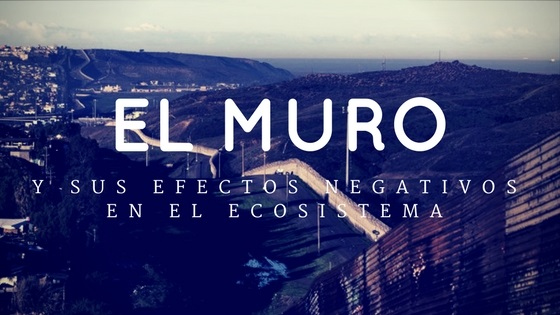 el muro