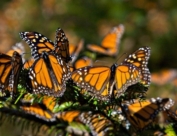 santuario de la mariposa monarca