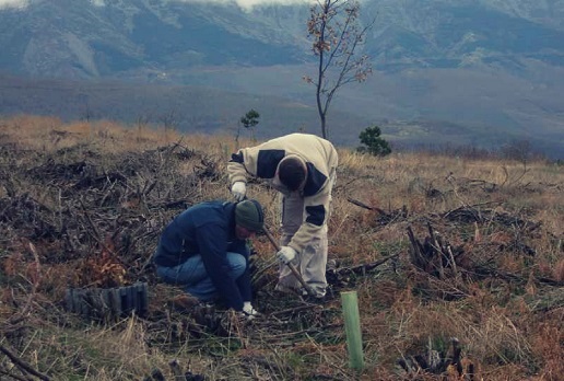 proyecto plantabosques