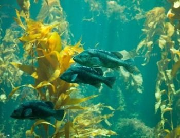 los bosques de kelp en la pennsula mitre