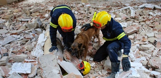 perros cestificados