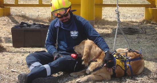 los perros grandes rescatistas