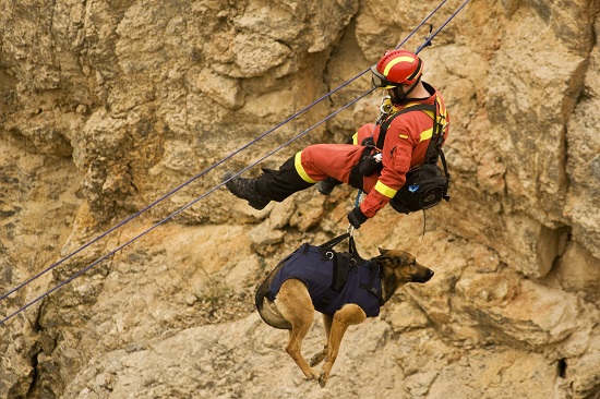 caractersticas de un perro de rescate