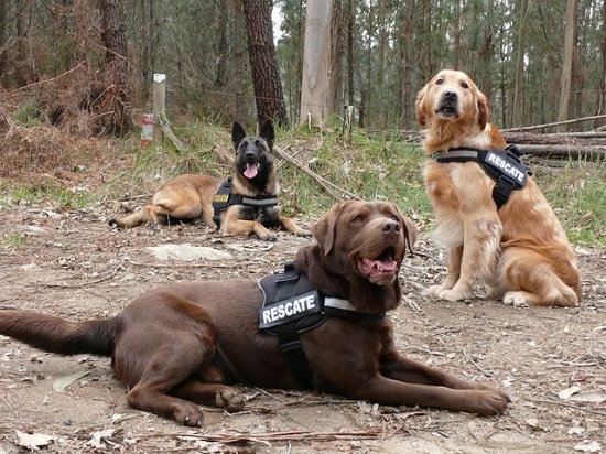 razas de perros para rescate