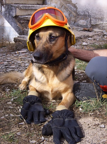 equipo para perros de rescate