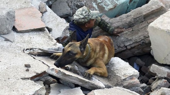 oporto, perro rescatista de las 
fuerzas armadas  mexicanas