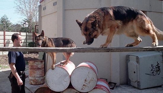 seleccin de perros policia y de rescate