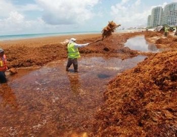 sargazo, una plaga que afecta el ecosistema